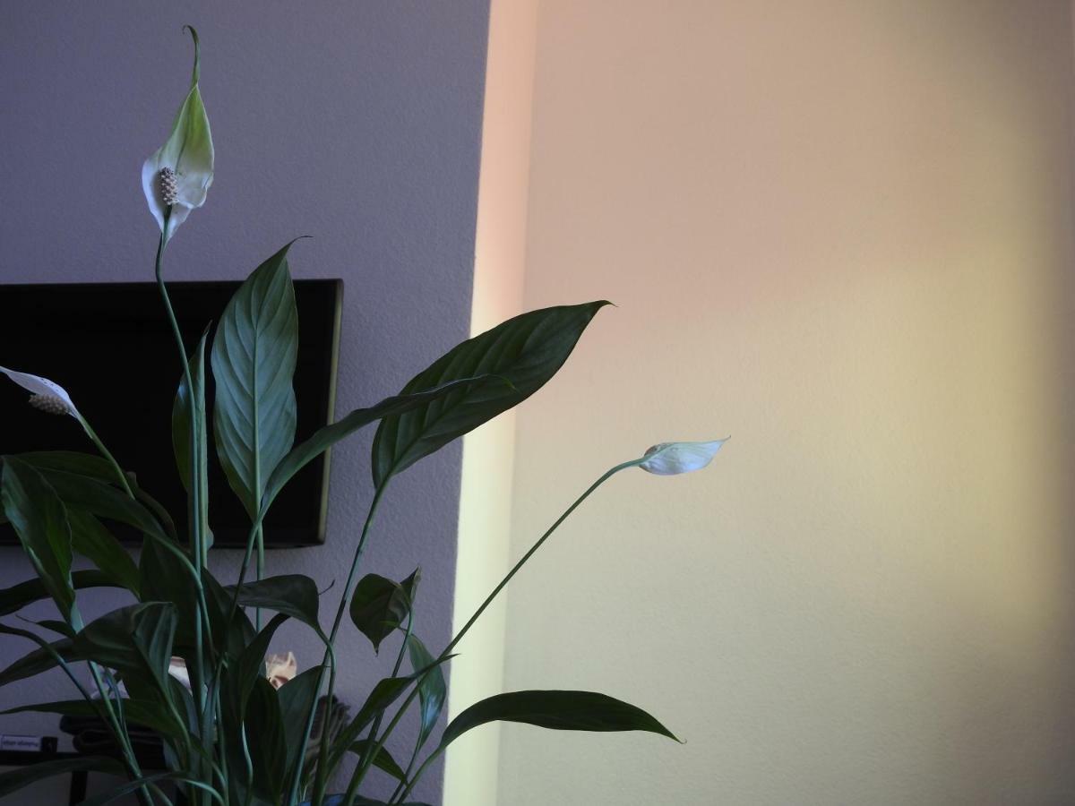 Apartment Antonela Slatine Buitenkant foto
